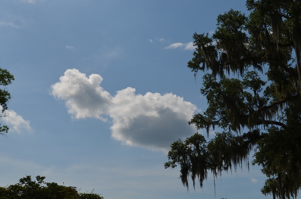 Sky and clouds, Magnolia Gardens, Charleston, SC by congaree