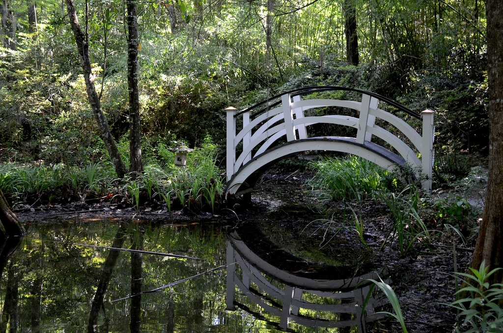 Magnolia Gardens, Charleston, SC by congaree