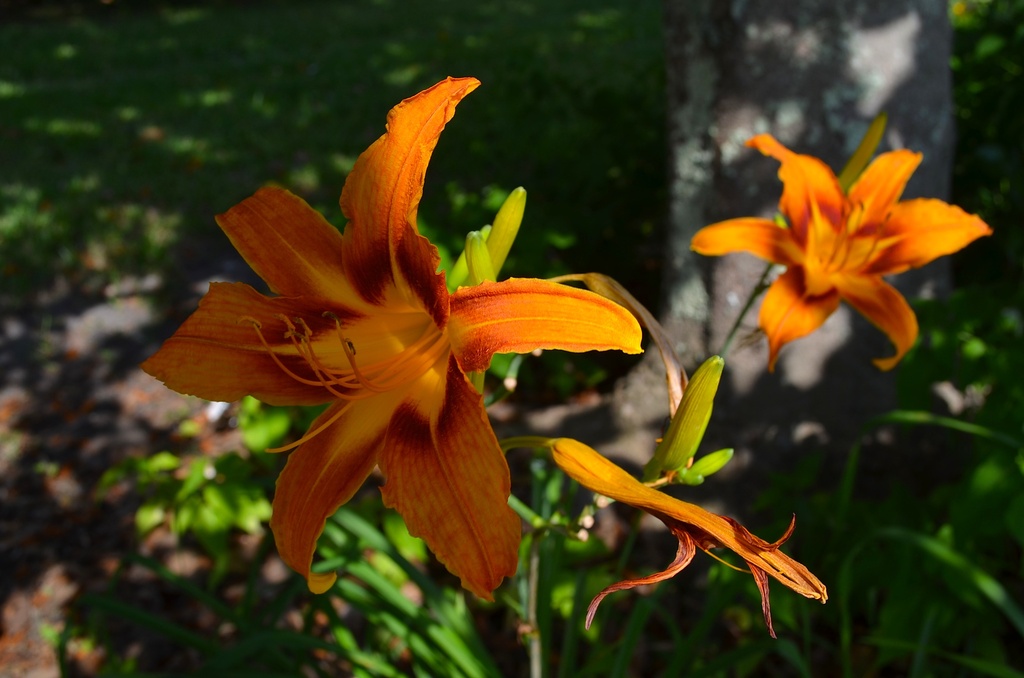 Day lilies by congaree