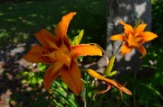 2nd Jul 2014 - Day lilies