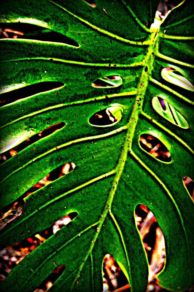 Monstera leaf by cruiser