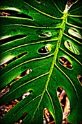 2nd Jul 2014 - Monstera leaf