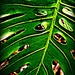 Monstera leaf by cruiser