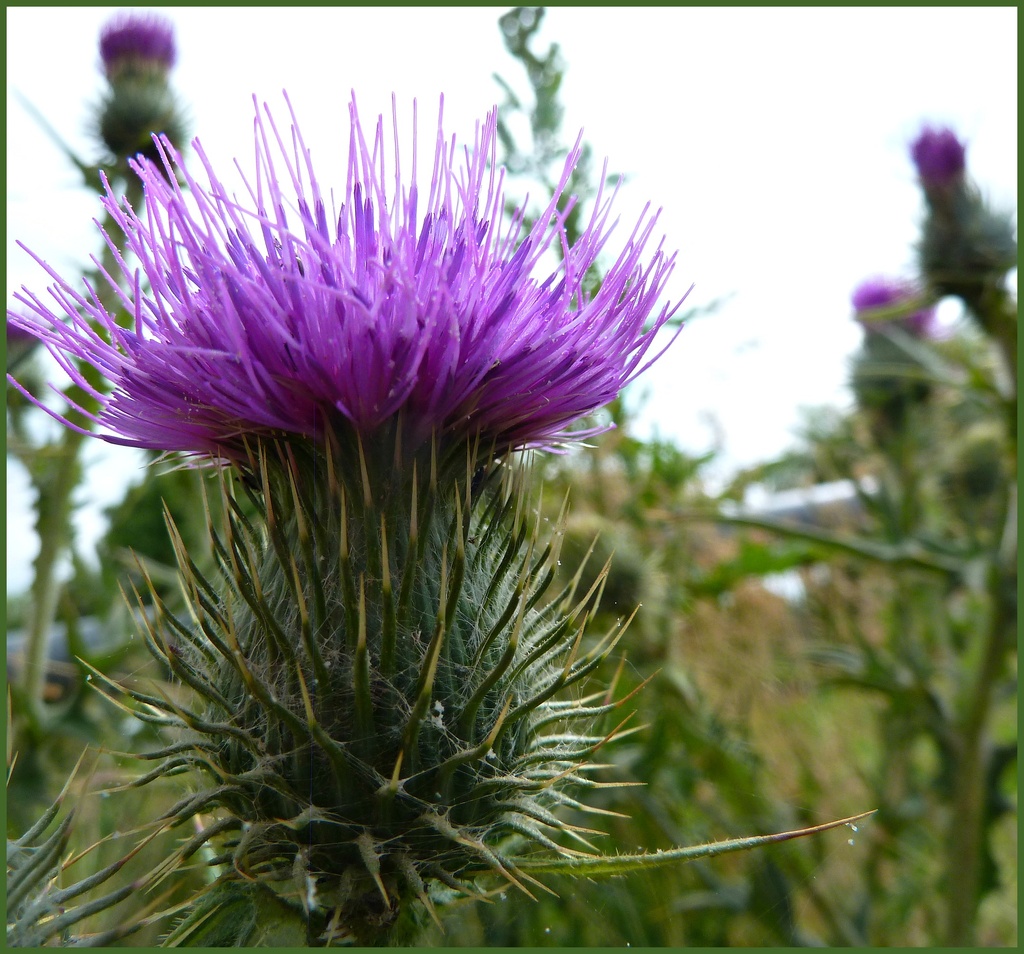 Thistle head by wendyfrost