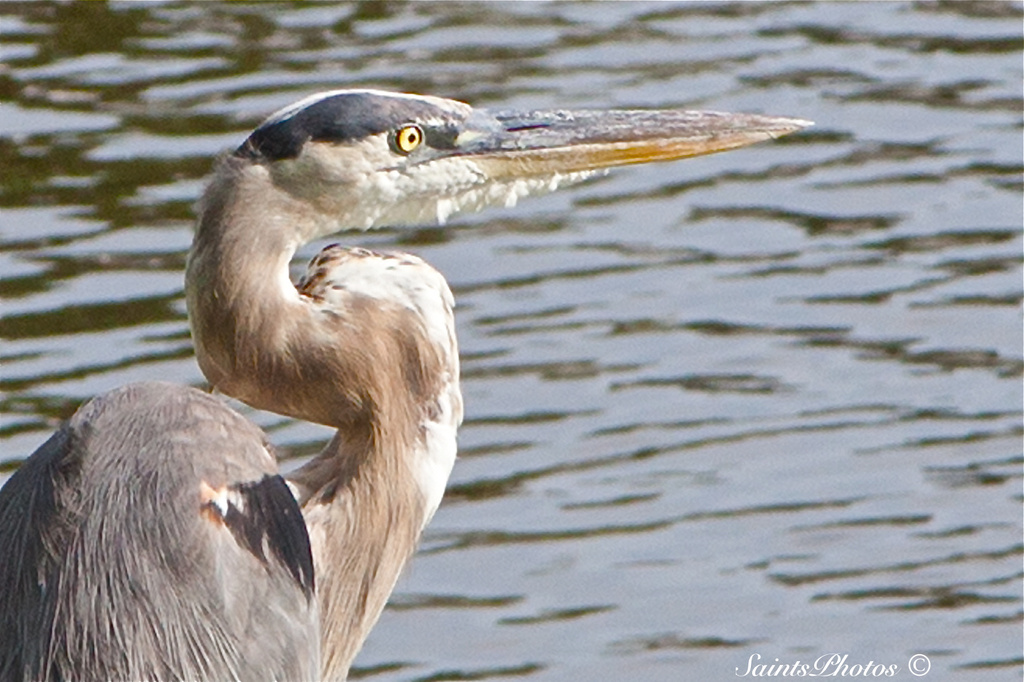 Great Blue Heron by stcyr1up