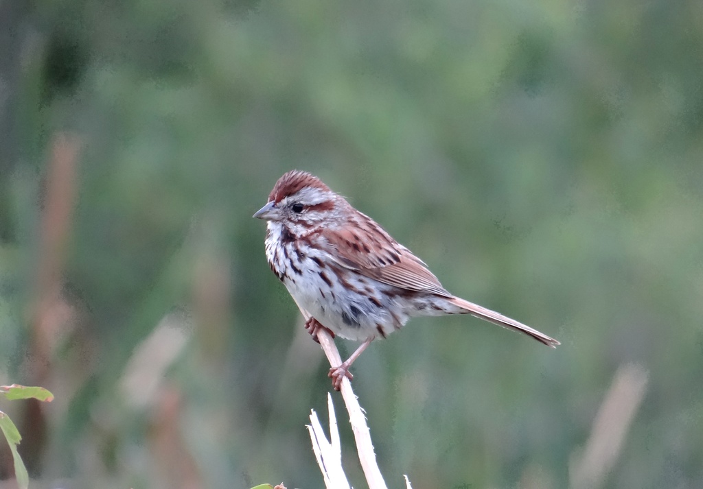 Song Sparrow by annepann