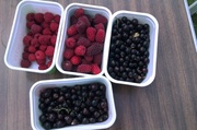 3rd Jul 2014 - Today's Picking 