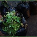 Leafy Rubbish by bizziebeeme