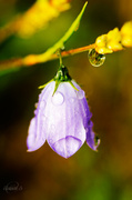 3rd Jul 2014 - Bluebell with drops