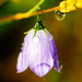Bluebell with drops by elisasaeter
