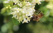 3rd Jul 2014 - Bee with pollen.