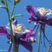 Columbine Flowers by lynne5477