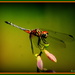 Dragonfly by vernabeth