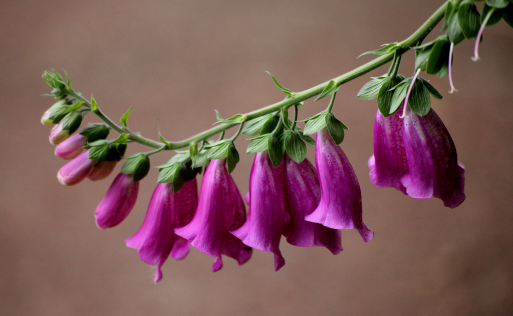 Dangling Foxgloves by phil_howcroft