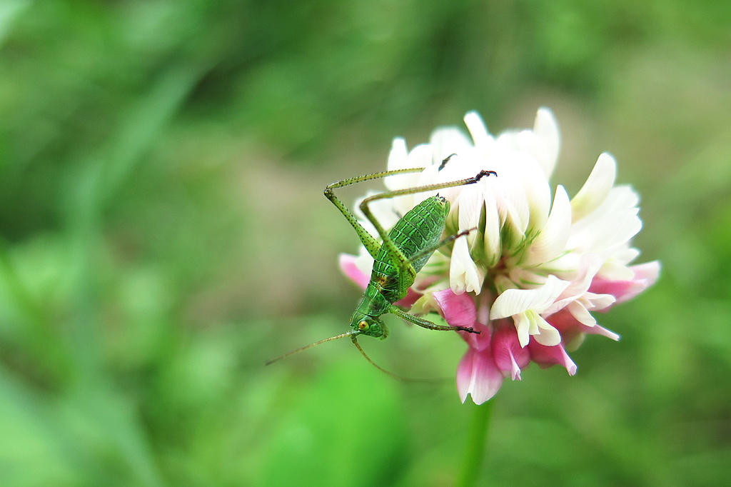 Little grasshopper! by fayefaye