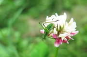 3rd Jul 2014 - Little grasshopper!