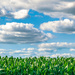 Clouds Over Corn by lisabell