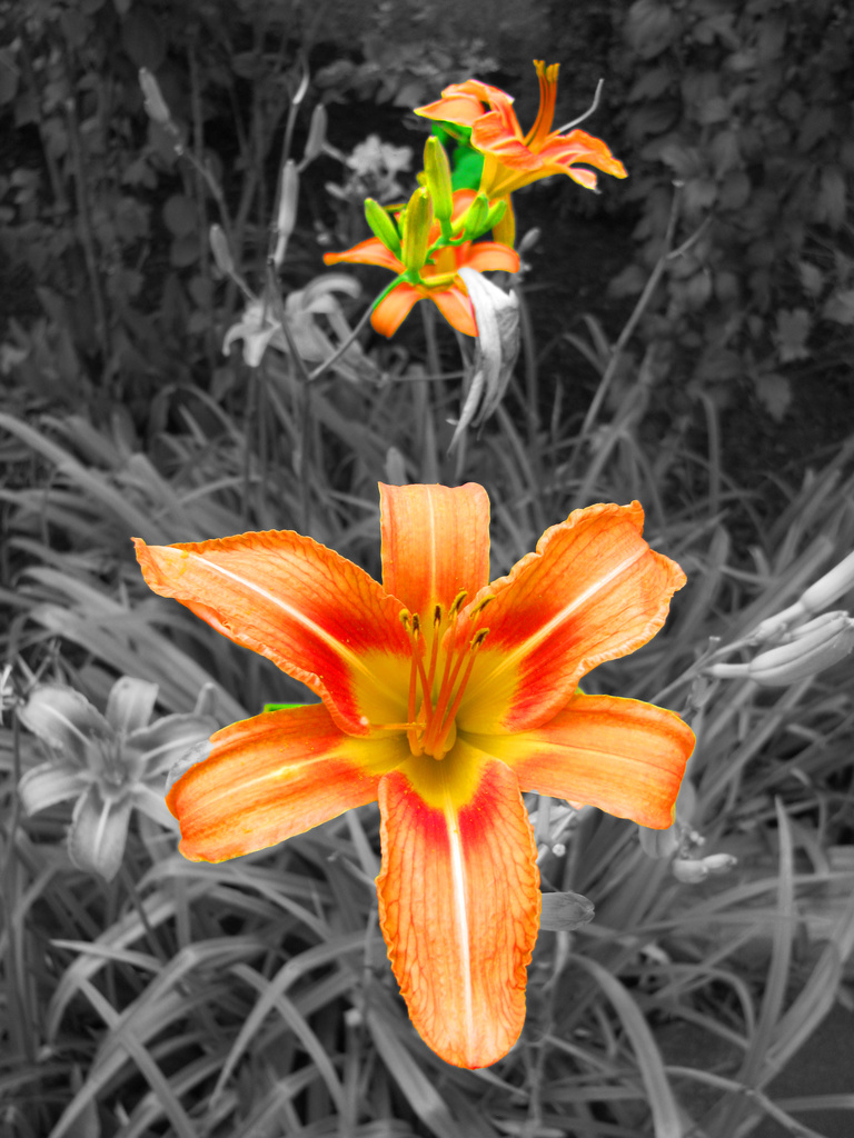 Tiger Lily by april16