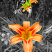 Tiger Lily by april16
