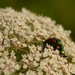 Beetle Love by francoise