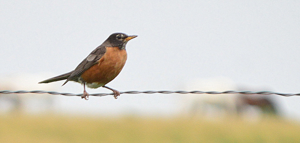 Distant Horses - Oh Yeah, There's a Robin On a Fence :) by kareenking