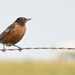 Distant Horses - Oh Yeah, There's a Robin On a Fence :) by kareenking