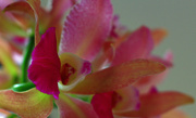 1st Jul 2014 - B-day Orchid