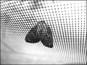 3rd Jul 2014 - White-marked Tussock Moth