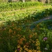 Organic Gardens by redy4et