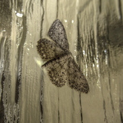 1st Jul 2014 - moth