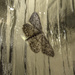 moth by shannejw