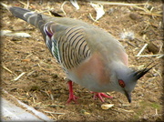 4th Jul 2014 - Crested Pigeon