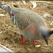 Crested Pigeon by ubobohobo