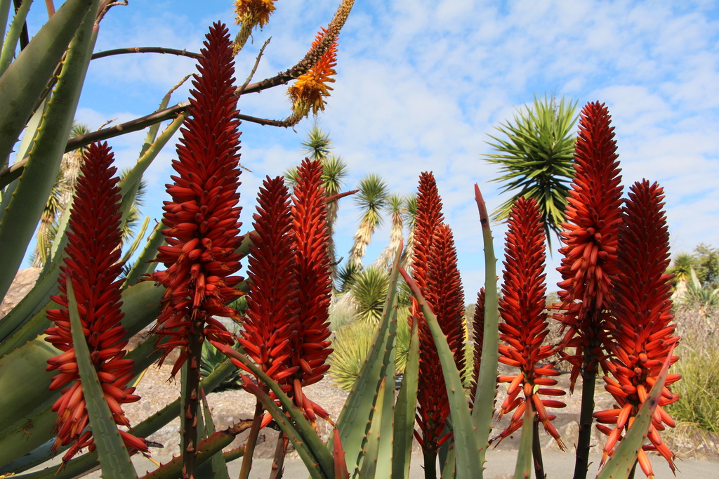 Aloe Flowers by terryliv
