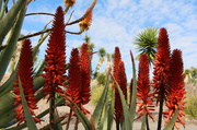 4th Jul 2014 - Aloe Flowers