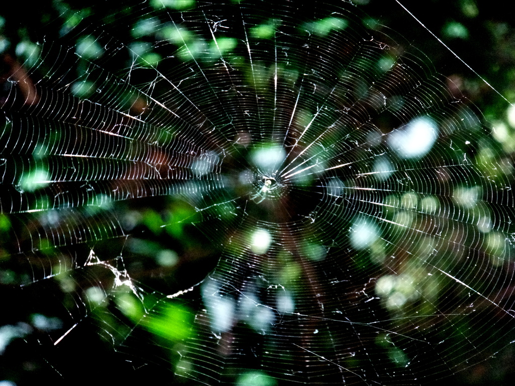 Web of Many Colors by linnypinny