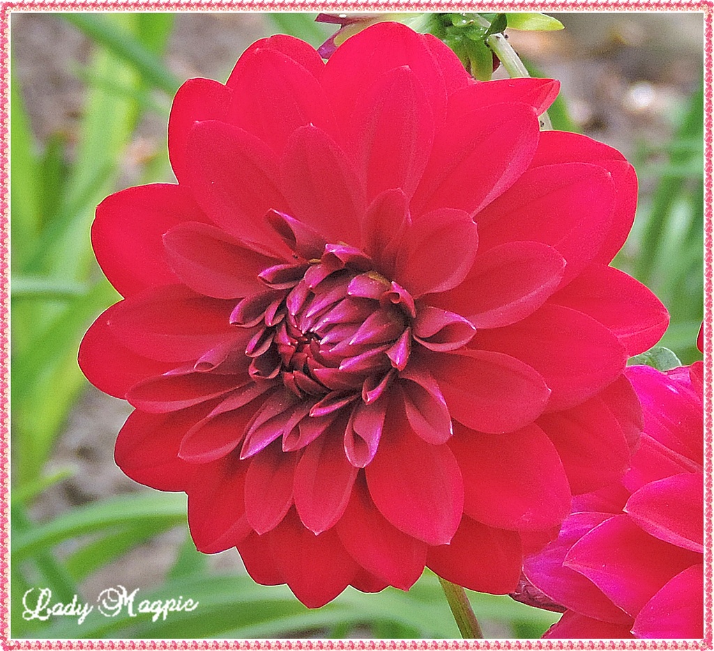 The Beauty of a Dahlia Flower. by ladymagpie