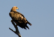 4th Jul 2014 - Tawny Eagle
