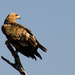 Tawny Eagle by salza