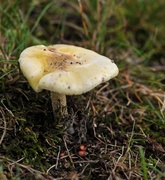 4th Jul 2014 - Crepe mushroom