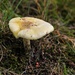 Crepe mushroom by loweygrace