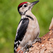 Woodpecker - 4-07 by barrowlane