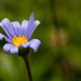Little Blue Daisy by leonbuys83