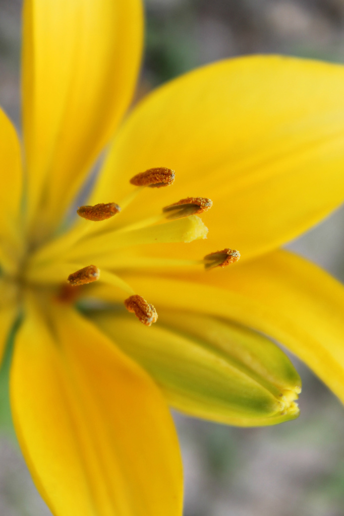 Lemon Lily by lauriehiggins