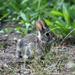 Baby Bunny by lauriehiggins