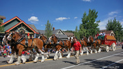 4th Jul 2014 - Budweiser Clydesdales
