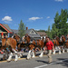 Budweiser Clydesdales by lynne5477