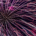 Fireworks in Alpharetta by darylo