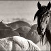 Wild Horses  by pixelchix