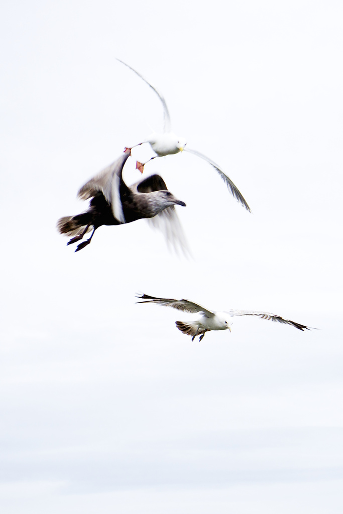 Sea Gulls by kwind